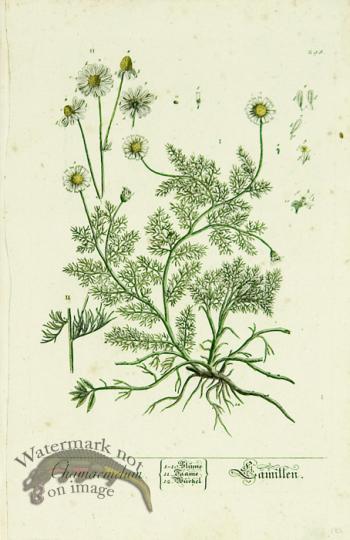 Blackwell German 236